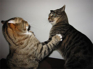 Cats fighting