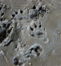 Paw Prints